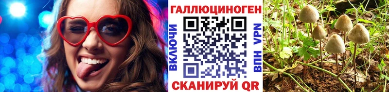 Псилоцибиновые грибы Psilocybe  Краснообск 